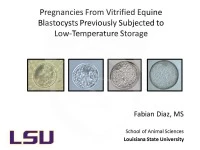 Pregnancies From Vitrified Equine Blastocysts Previously Subjected to Low-Temperature Storage